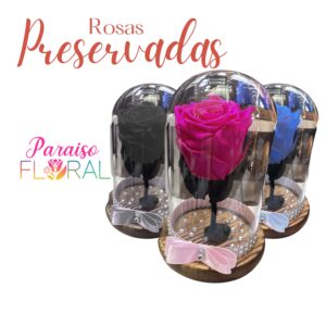 Rosas Preservadas