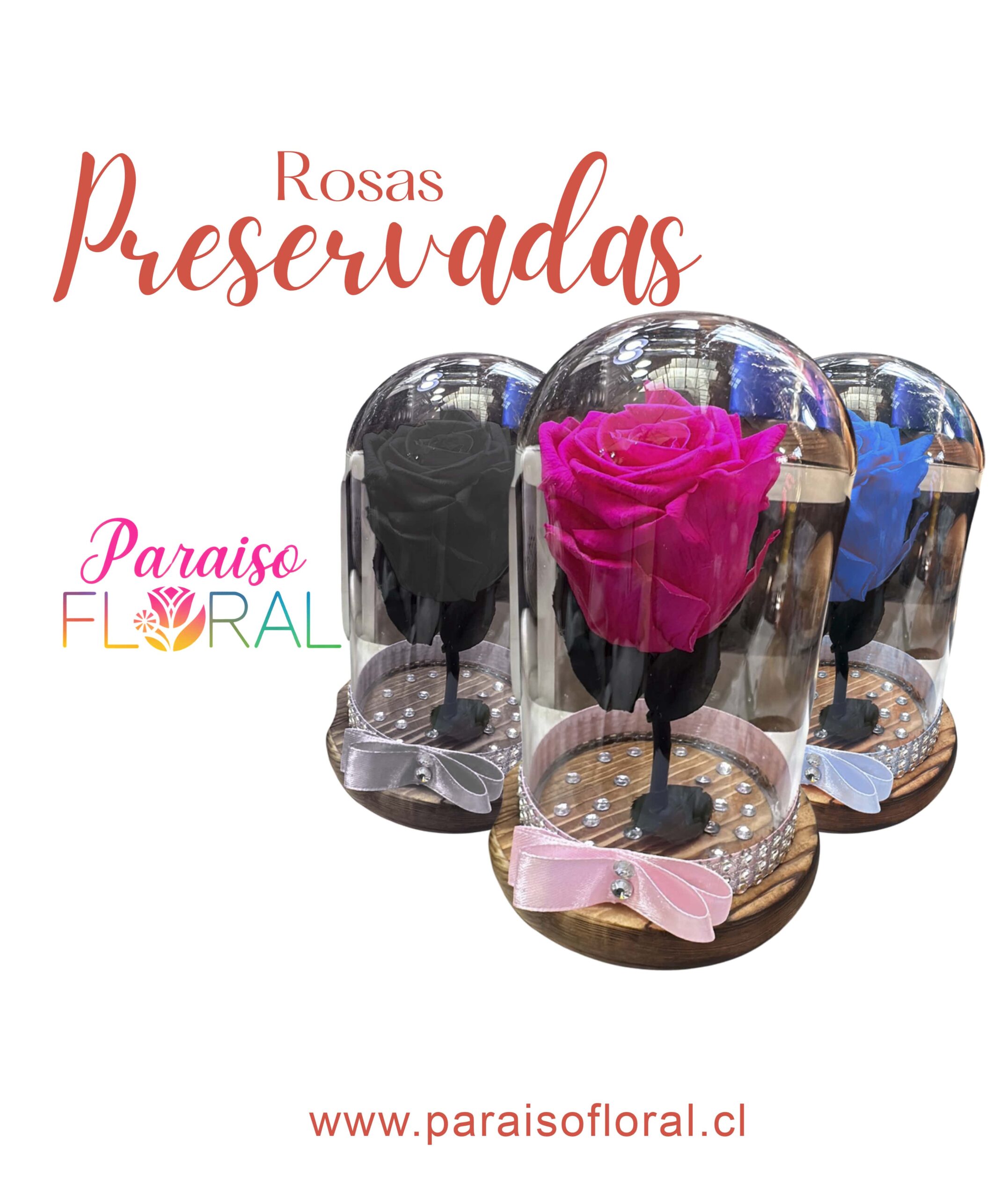 Rosas Preservadas