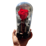 Rosa Preservada Roja